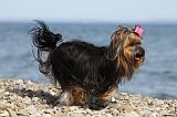 YORKSHIRE TERRIER 295